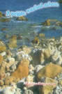 A pebble, washed ashore